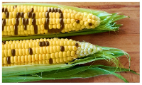 GMO food
