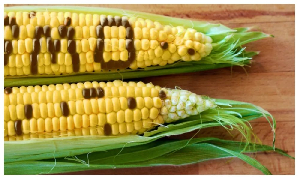 GMO food
