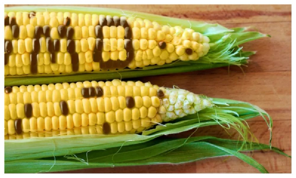 GMO food