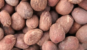 Shea nut