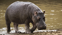 Hippo