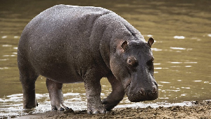 Hippo