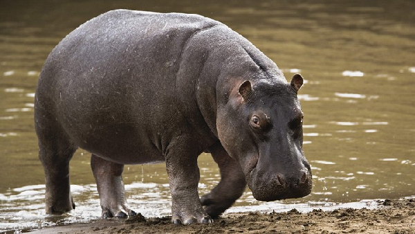 Hippo