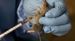 File image: Lassa fever