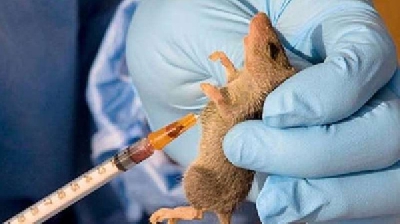 A photo illustrating Lassa fever