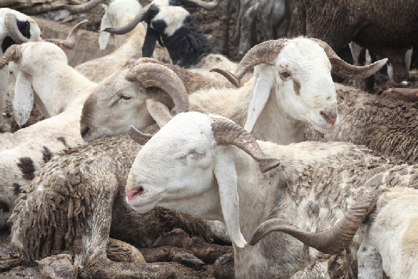 Rams